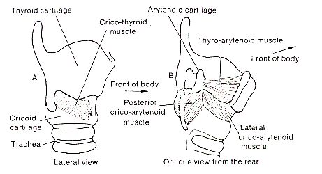 Effects of lateral manual compression upon glottic incompetence 